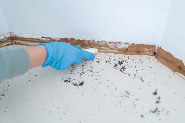 Best Affordable Pest Control Services  in Nokomis, FL